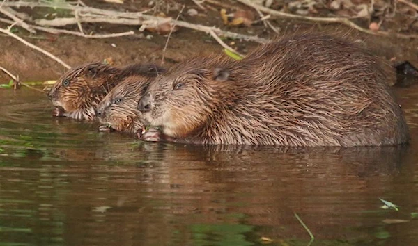 A female beaver with her kits sit at the River Otter in Devon, Britain, August 6 2020. (Reuters)