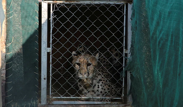 A cheetah lies inside a transport cage at the Cheetah Conservation Fund (CCF) before being relocated to India, in Otjiwarongo, Namibia, Friday, Sept. 16, 2022.