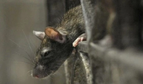 A rat in Paris (AFP)