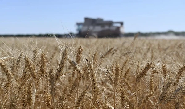 A harvester collects wheat in Semikarakorsky District of Rostov-on-Don region near Semikarakorsk, Southern Russia, Wednesday, July 6, 2022 (AP)