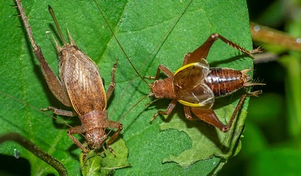 Shield-backed katydids (aka "Mormon crickets") in a garden. (Getty Images)