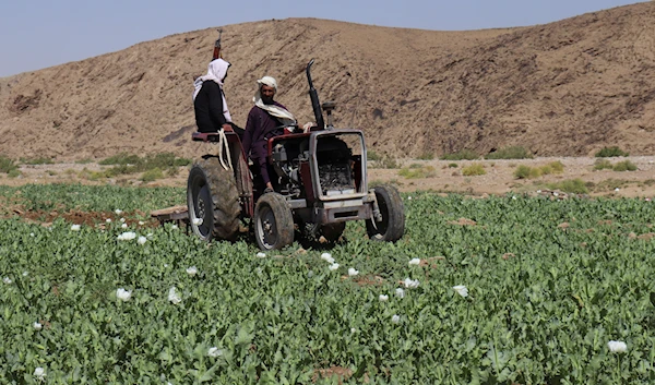 Taliban eradicate a poppy field in Washir, district of Helmand province, Afghanistan, Sunday, May 29, 2022 (AP Photo/Abdul Khaliq)