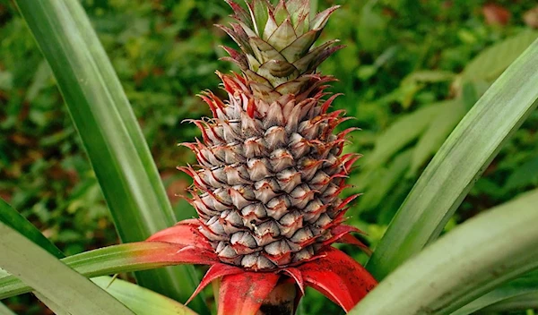 An unripe pineapple (Wikimedia Commons)