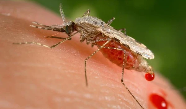 Why it feels like mosquitoes bite you and leave everyone else alone