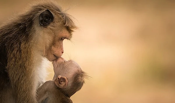 Mother Toque macaque with her child at Katagamuwa sanctuary in Sri Lanka in September 2017 (Wikipedia Commons/Senthi Aathavan Senthilver)