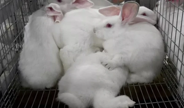 White rabbits at a French meat farm huddle together in their cage. Rabbits are also a common animal used in cosmetic testing.(AFP)