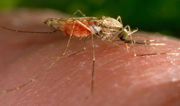 This 2014 photo made available by the U.S. Centers for Disease Control and Prevention shows a feeding female Anopheles gambiae mosquito. The species is a known vector for the parasitic disease malaria. (AP)