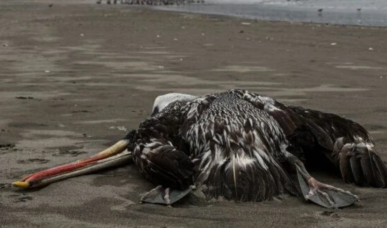 A pelican suspected to have died from H5N1 avian influenza is seen on a beach in Lima, Peru (AFP)