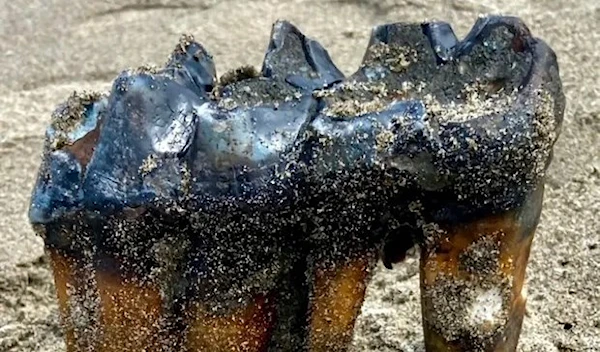 The mastodon tooth is less than 1m years old, which is ‘new’ by fossil standards. (AP)