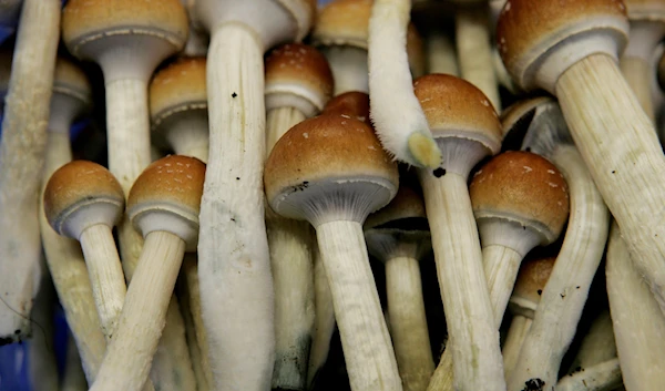 in this Aug. 3, 2007, file photo magic mushrooms are seen in a grow room at the Procare farm in Hazerswoude, central Netherlands. (AP)