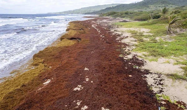 Florida hit by seaweed full of flesh-eating bacteria