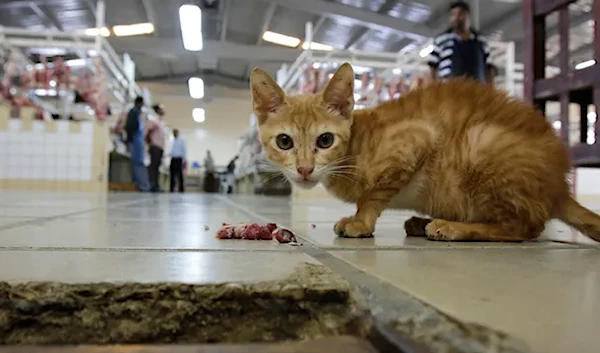 Australia looking to smart robots to eradicate stray cats