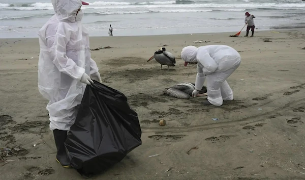 Municipal workers collect dead pelicans on Santa Maria beach in Lima, Peru, November 22, 2022, as thousands of birds died in November along the Pacific in Peru from bird flu. (AP)