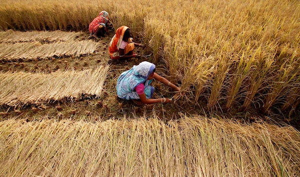 Indian village woman harvest rice in a field on the outskirts of Bhubaneswar, India, Tuesday, Dec. 10, 2013. (AP)