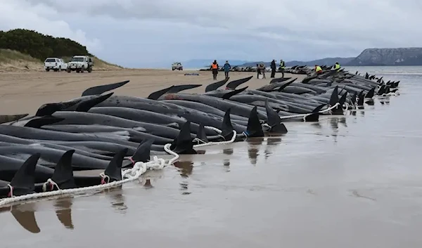 Tasmania state wildlife services personnel check the carcasses of pilot whales after they were found beached the previous day on Macquarie Heads on the west coast of Tasmania, on September 23, 2022. (AFP)