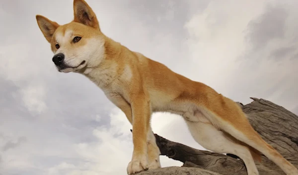 A Dingo stands in an enclosure at the Dingo Discovery and Research Centre in rural Australia on May 25, 2009. (AFP)