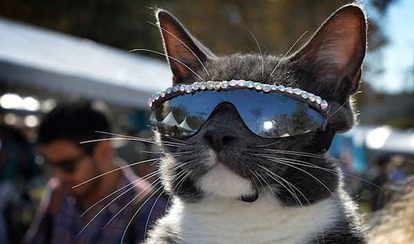 A cat wearing sunglasses poses at the Los Angeles Feline Film Festival at the Memorial Coliseum in Los Angeles, California, United States, September 21 2014. (AFP)