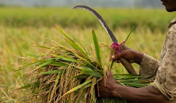 India bans non-Basmati rice exports