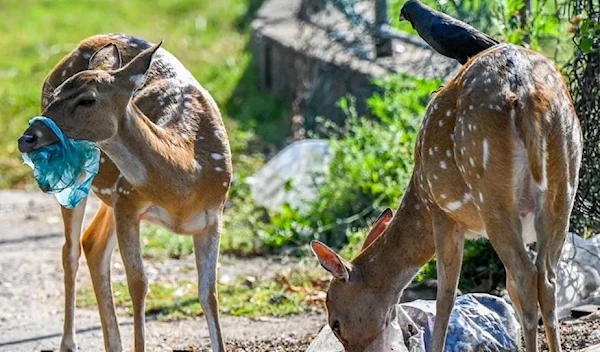 Wild deer rummage through bags of rubbish in Sri Lanka’s Trincomalee district. (AFP via Getty Images)