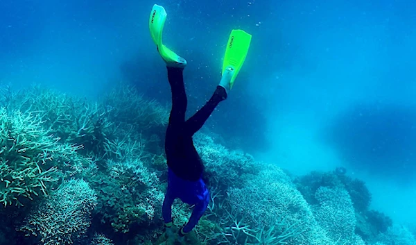 This picture taken on March 7, 2022 shows a diver swimming amongst the coral on the Great Barrier Reef, off the coast of the Australian state of Queensland. (AFP)