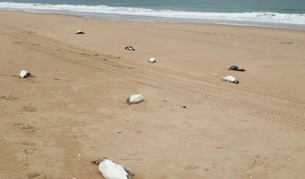 Dead penguins are scattered on the beach Barra Laguna de Rocha in Uruguay. (AFP)