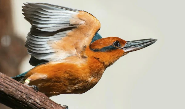 This 2012 image given by the Smithsonian's National Zoo and Conservation Biology Institute shows a Guam Kingfisher in Front Royal, Va. (AP)