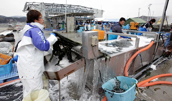 In this photo taken Friday, March 2, 2012, fishermen boil brown seaweed at a port of Minamisanriku, nearly a year after the March 11 tsunami hit the northeastern Japanese town. (AP)