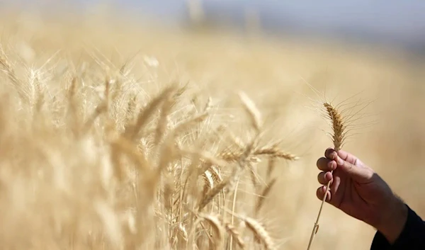 A farmer harvests wheat on June 21, 2022 (Anadolu Agency)