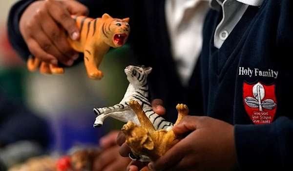 A pupil in reception class plays with plastic toy animals at the Holy Family Catholic Primary School in Greenwich, London, Wednesday, May 19, 2021 (AP Photo/Alastair Grant)