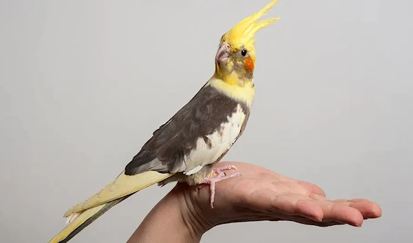 A cockatiel on a woman's hand in a photo taken in 2017 (dizelen/iStock)