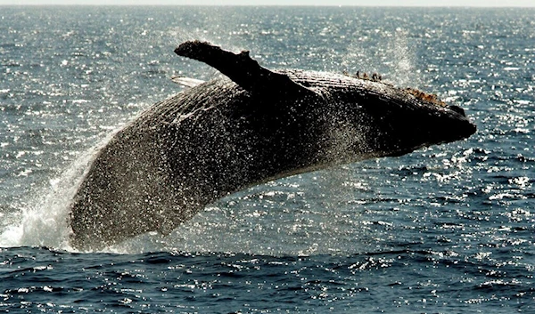 A humpback whale leaps out of the water in the channel off the town of Lahaina on the island of Maui in Hawaii in 2005 (AP)