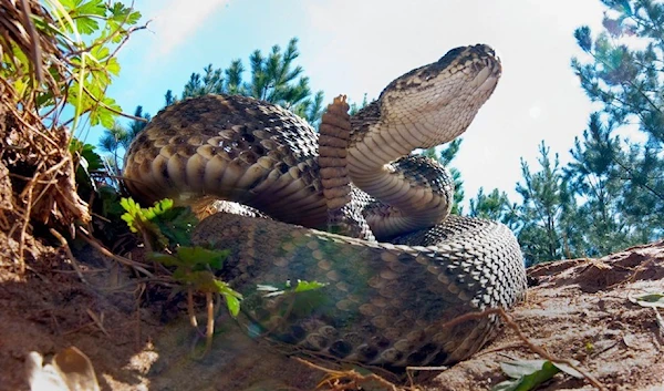 A rattlesnake sits outside his hole during a rattlesnake hunt near Opp, Ala., Tuesday, March 8, 2010. (AP)