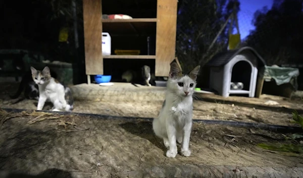 Cats sheltered at the main linear park, in Nicosia, Cyprus, on July 19,  2023. (AP)