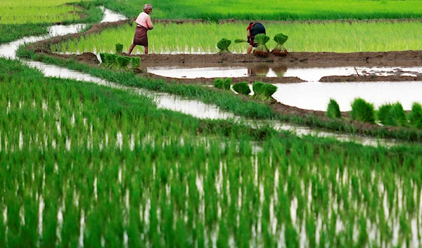 Farmer women plant paddy saplings in a field on the outskirts of Gauhati, India, Friday, Aug. 8, 2014 (AP)