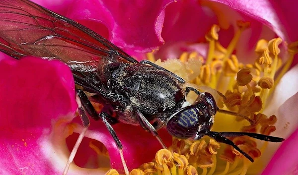 A black soldier fly (Wikimedia Commons)