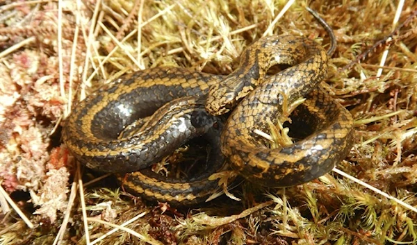 A Tachymenoides harrisonfordi snake in Otishi National Park in Peru, May 22, 2022. (AFP)