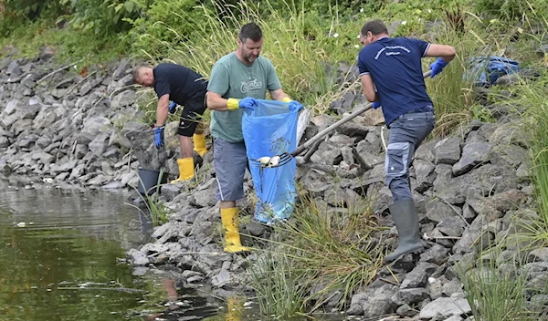 Volunteers are seen recovering dead fish from the German-Polish border river Oder on August 13, 2022 (AP)