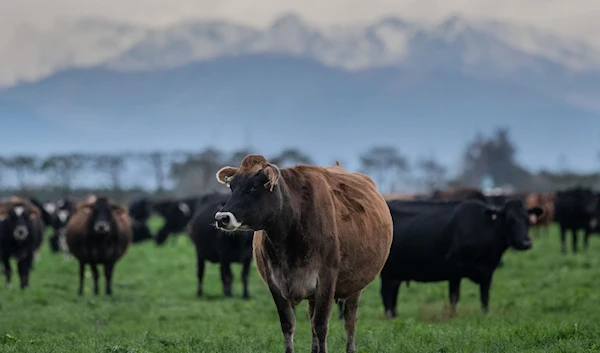 Cattle in a field at Townshend Farm in Ashburton, New Zealand. (AFP)