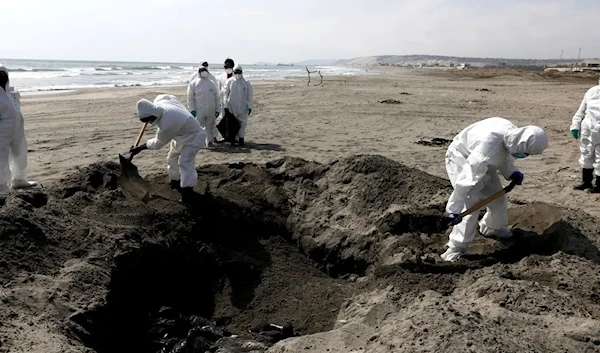 Personnel bury pelicans that may have died from avian flu in Lima, Peru, on December 7, 2022. (Getty Images)