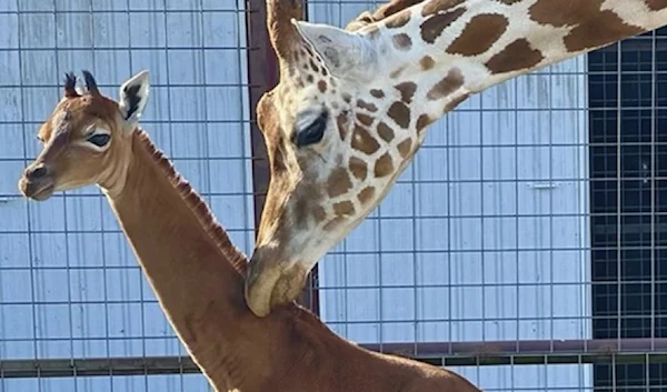 A reticulated giraffe was born without spots at Brights Zoo in northeastern Tennessee at the end of July. (AP)