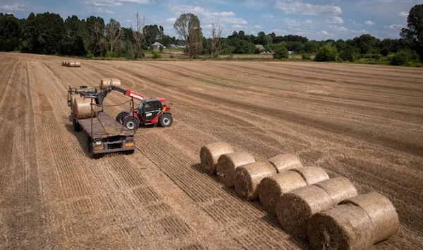 A tractor collects straw on a field in a private farm in Zhurivka, Kiev region, Ukraine, Thursday, Aug. 10, 2023 (AP Photo/Efrem Lukatsky)