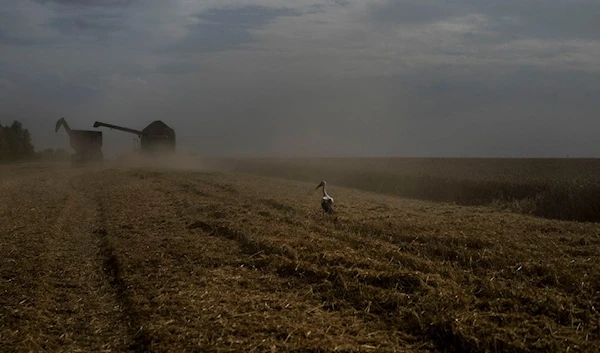 A bird stands on a wheat field as a combine harvests the crops in Cherkasy region, Ukraine, on July 25, 2023. (AP)