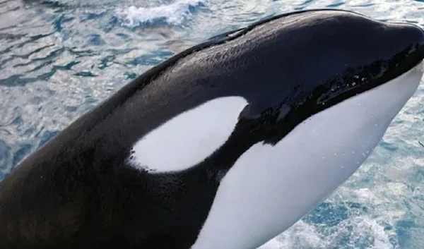 An orca swims at the Marineland animal exhibition park in the French Riviera city of Antibes, southeastern France, on December 12, 2013.  (AFP via Getty Images)