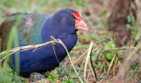 An undated photo of the Takahe bird in the Auckland Zoo in New Zealand (Auckland Zoo)