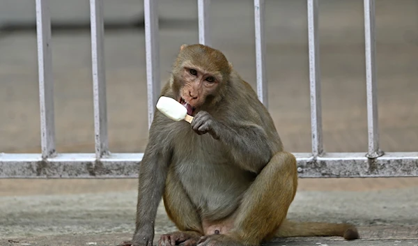 A monkey eats an ice cream along the roadside on a hot humid day in New Delhi on August 6, 2023 (Photo by Sajjad HUSSAIN / AFP)