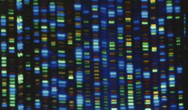 This undated image made available by the National Human Genome Research Institute shows the output from a DNA sequencer. (AP)