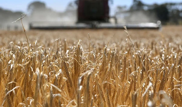 The federal government has agreed to temporarily suspend its challenge against China’s tariffs on Australian barley through the World Trade Organization dispute process. (AFP)