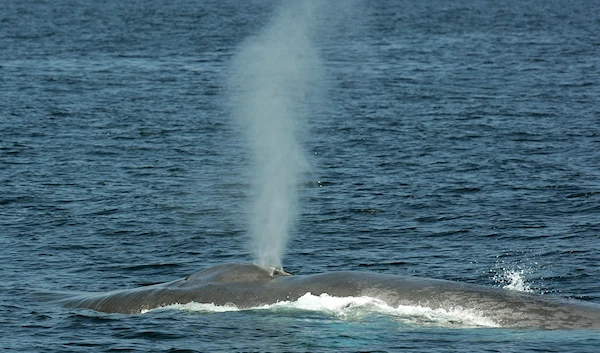 Massive blue whale washes ashore in southern Chile