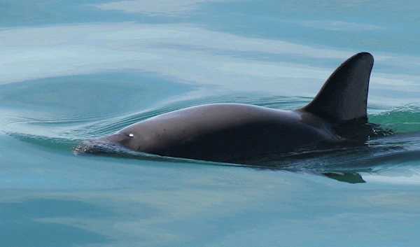 This undated photo provided by The National Oceanic and Atmospheric Administration shows a vaquita porpoise.(AP)