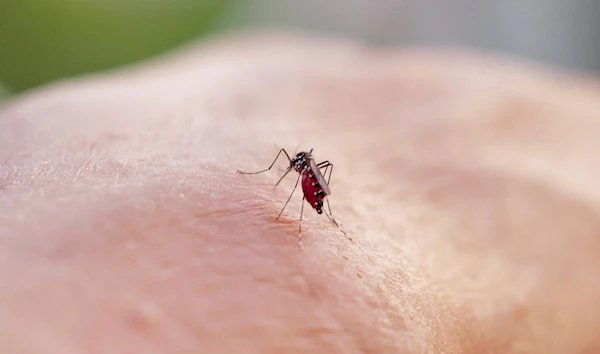 Paris launches attack on invasive disease carrying Tiger mosquitoes.